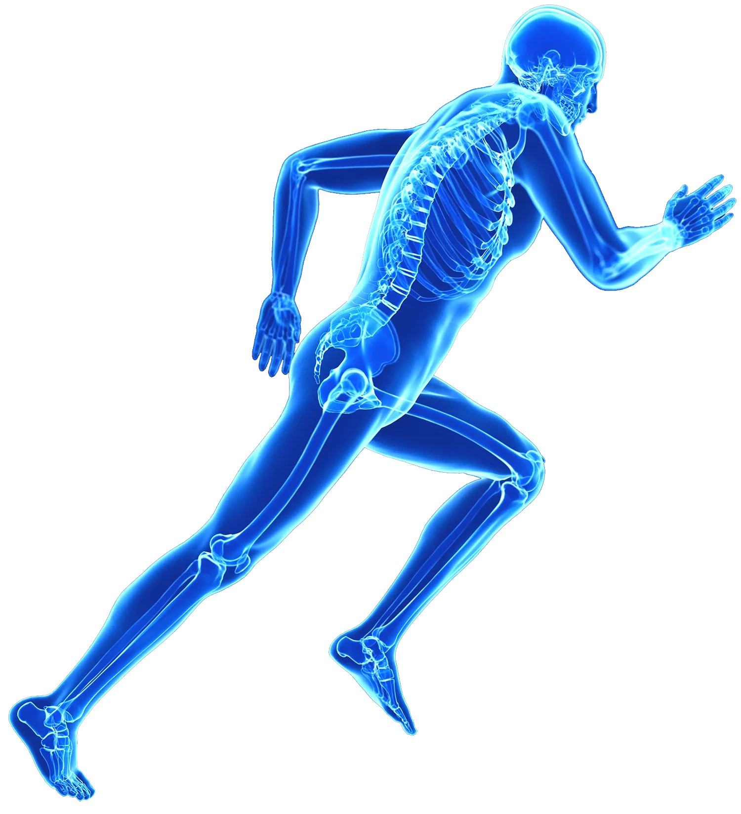 Human Body